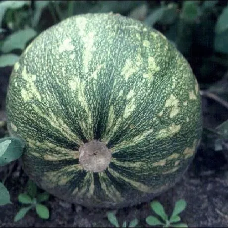 thumbnail for publication: Calabaza—Cucurbita moschata Duch. ex Lam.